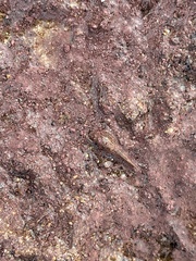 Bacteria