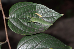 Hestina assimilis