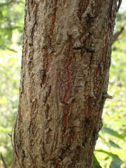 Terminalia laxiflora