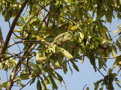 Terminalia laxiflora
