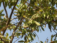 Terminalia laxiflora