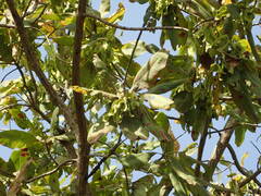 Terminalia laxiflora