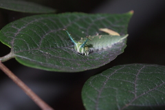 Hestina assimilis
