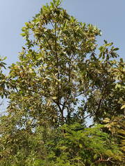 Terminalia laxiflora