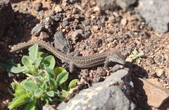 Gallotia atlantica