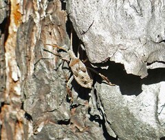 Leptoglossus corculus