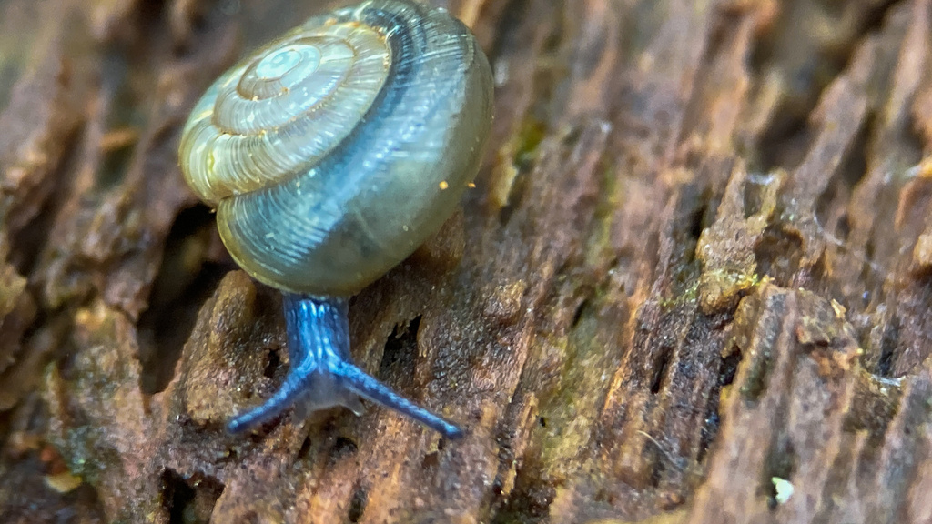 Green Dome Snail