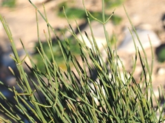 Ephedra fragilis