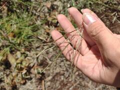 Dichanthium annulatum annulatum