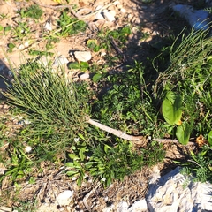 Ephedra fragilis