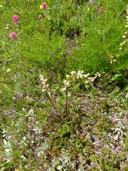 Pedicularis contorta