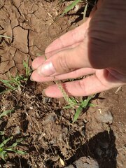 Tragus berteronianus