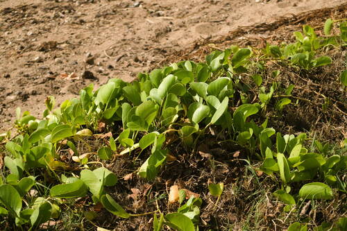 Ipomoea pes-caprae observed 2022-12-30