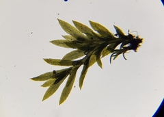 Fissidens pusillus
