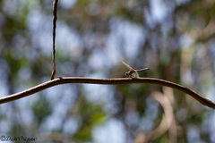 Pachydiplax longipennis