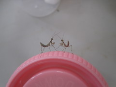 Miomantis caffra