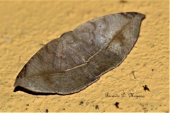 Herbita renipuncta