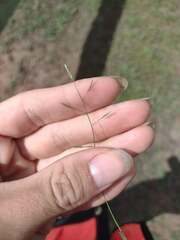 Eragrostis barrelieri