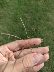 Dichanthium annulatum annulatum