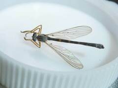Leptogaster flavipes