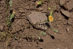 Chaetanthera linearis