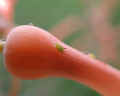 Aphis spiraecola