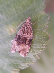 Syricoris lacunana