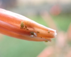 Aphis spiraecola