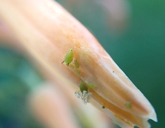 Aphis spiraecola