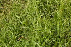Urochloa plantaginea