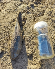 Hypostomus commersoni