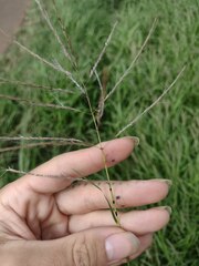 Dichanthium annulatum annulatum