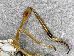 Leptogaster flavipes