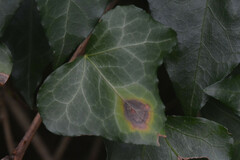 Phyllosticta concentrica