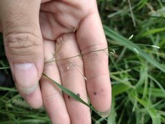 Eragrostis barrelieri