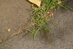Eragrostis amabilis