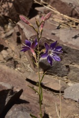 Malesherbia linearifolia