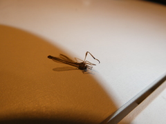 Leptogaster flavipes
