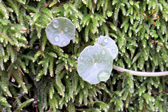 Umbilicus rupestris