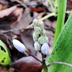 Scilla monophyllos