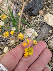 Bebbia juncea