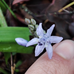 Scilla monophyllos