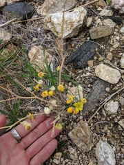 Bebbia juncea
