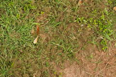 Eragrostis amabilis