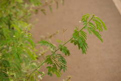 Desmanthus pernambucanus