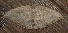 Epipleminae