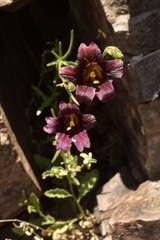 Salpiglossis sinuata