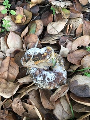 Hypomyces microspermus