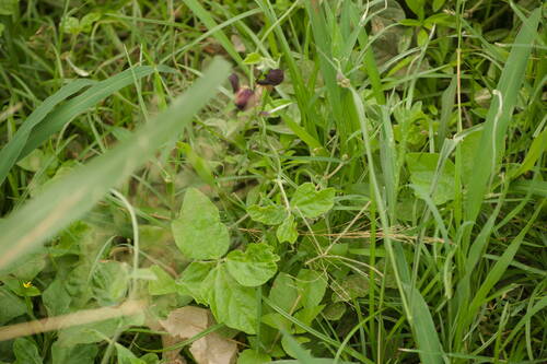 Macroptilium atropurpureum observed 2022-12-30