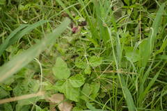 Macroptilium atropurpureum